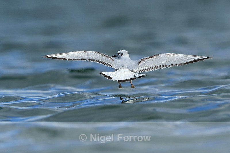 Bonaparte's Gull landing on water, Farmoor Reservoir - Bonaparte's Gull