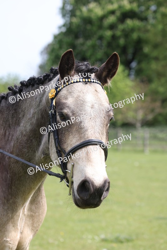20260426-4409 - Class 34 - Best Riding Horse Over 14.2hh