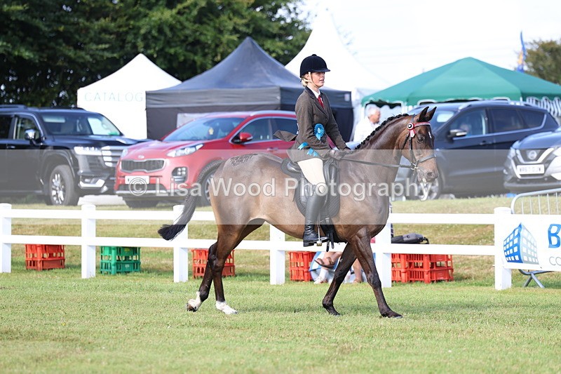 3E7A8432 - Class 2: Rising Star Large Hack/Riding Horse