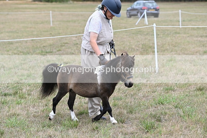 WJ6_5260 - Class 18 In-hand Coloured