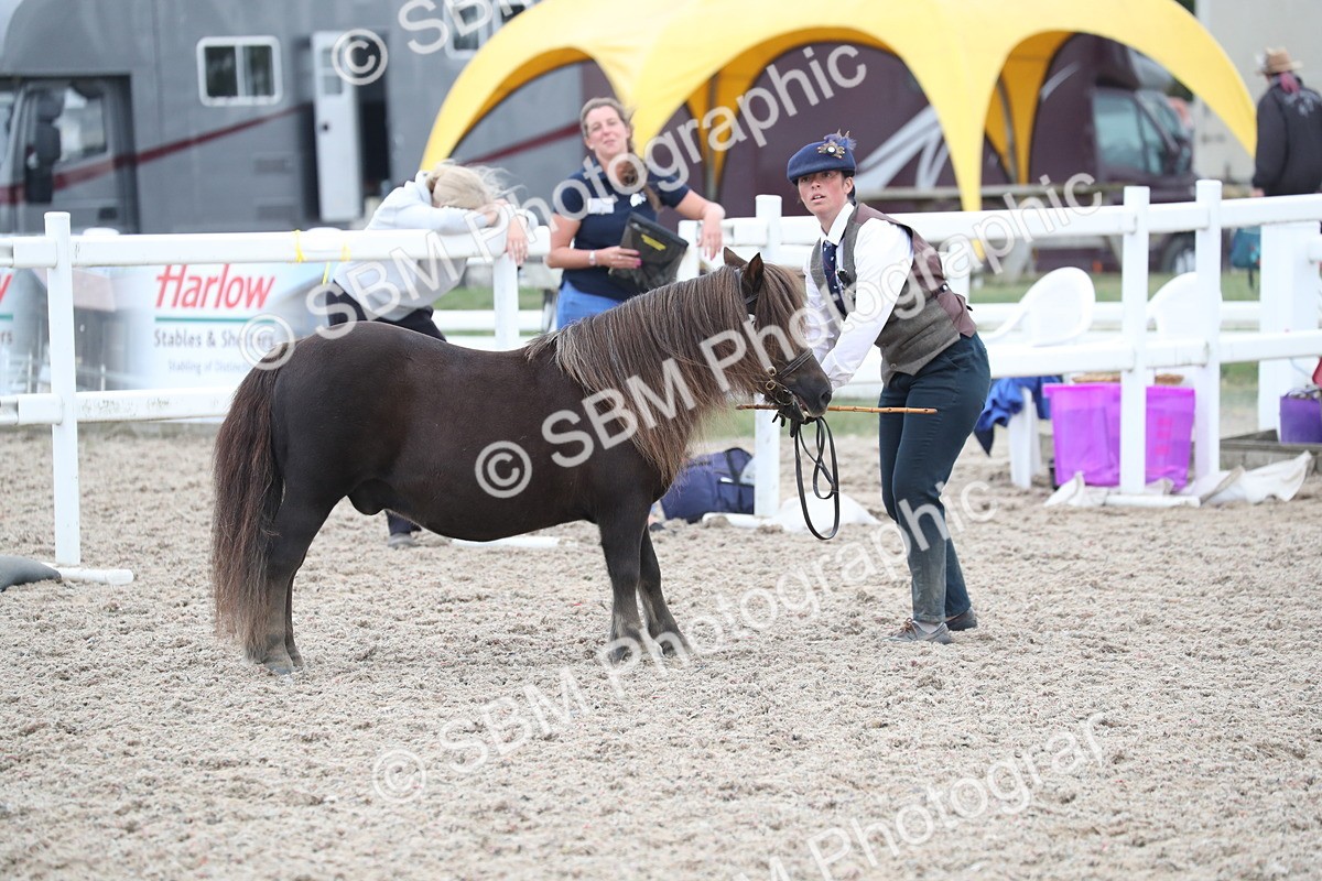 SBM_17916 - Class 317 IH Pure bred Horse/Pony