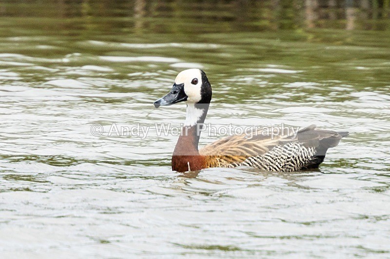20180731-8E0A9417 - Waterfowl