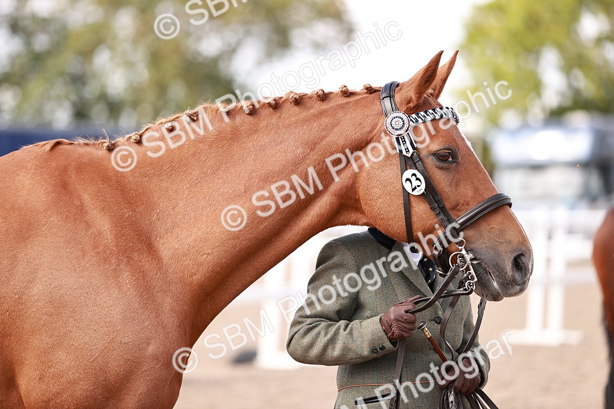 SBM_14203 - Class 407 - IH Hack Riding Horse