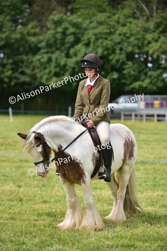 20260614-4003 - Class 16 - Handsome Gelding