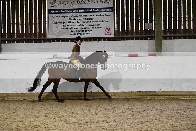 WJ5_8858 - Class 15 Ridden Show Horse