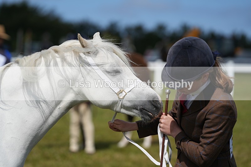 DSC05545 - Class 50: NPS M&M 4 years and over Small Breeds