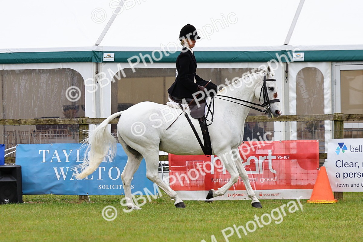 SBM_02743 - Class 9-11 Side Saddle including LIHS Rising Star Ladies Show Horse