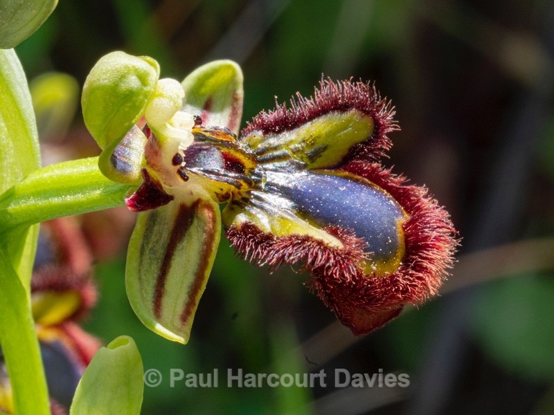 The mirror Ophrys (Ophrys speculum syn O. ciliata) - Gargano - Wild Orchids