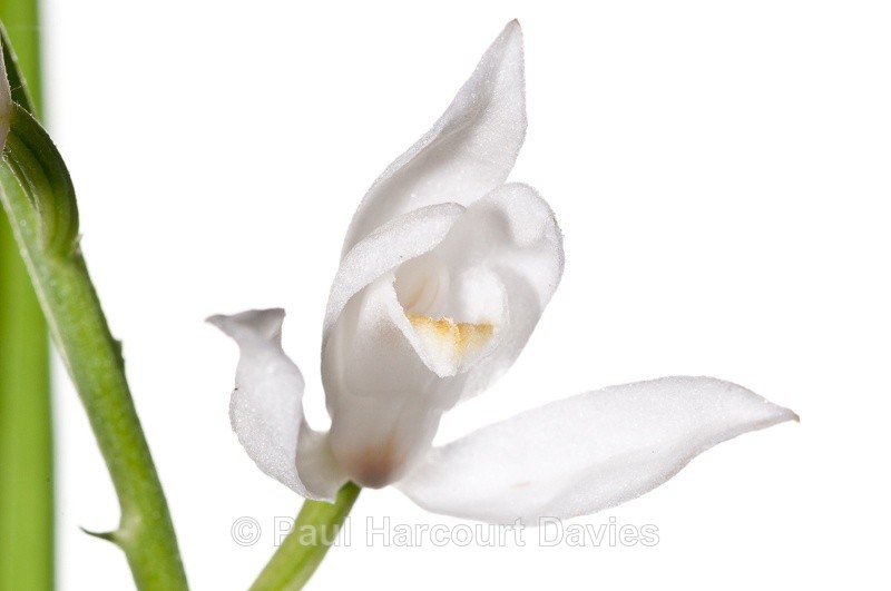  - WB: Orchids - Various