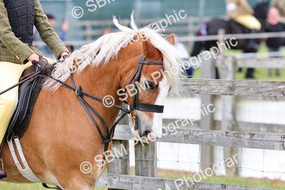 SBM_08465 - Class 42-43 - LIHS BSPS Heritage Working Sports Pony