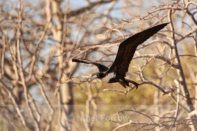 Great Frigatebird (female) in flight, North Seymour, Galapagos - Great Frigatebird