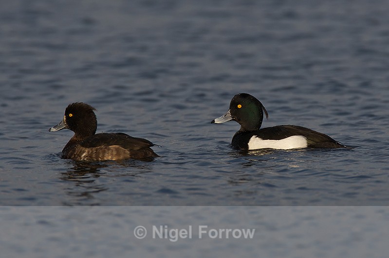 Tufted Ducks (male & female) - Tufted Duck