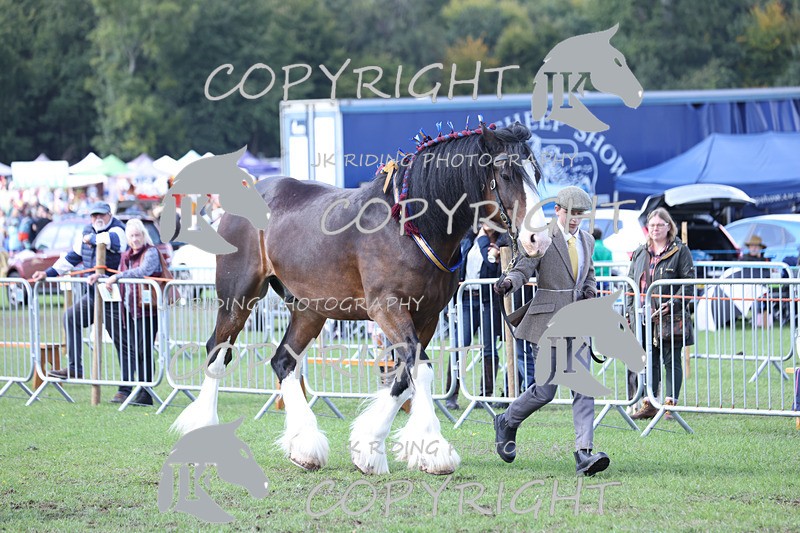 APP_3448 - Class 6 Young Handlers