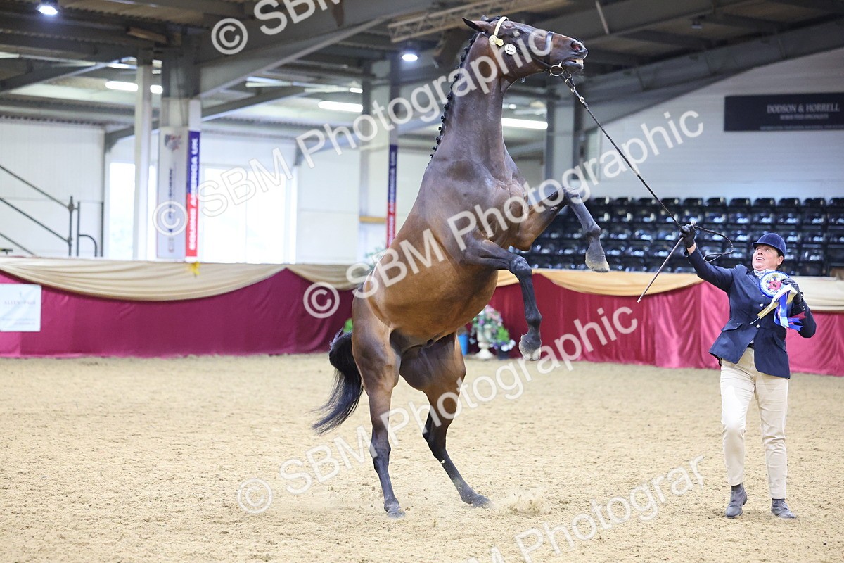 SBM_18828 - Class E IH Horse Champ