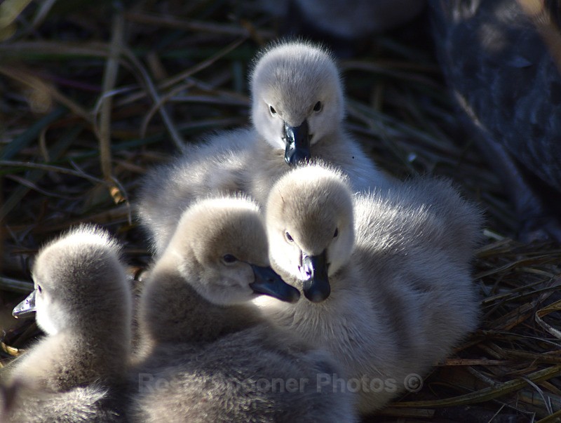 Cygnets - Dawlish and Black Swans