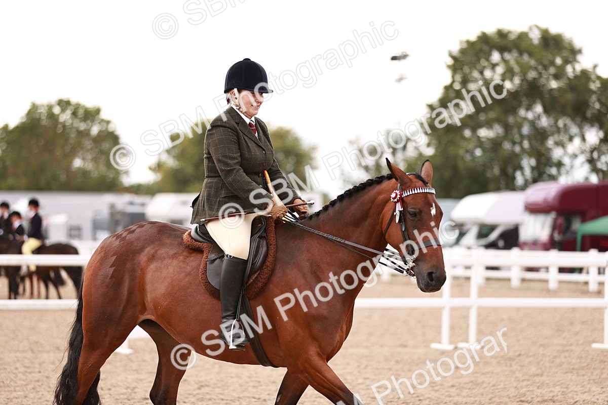 SBM_16161 - Class 411 - Prettiest Mare - (IH or Ridden Adult)