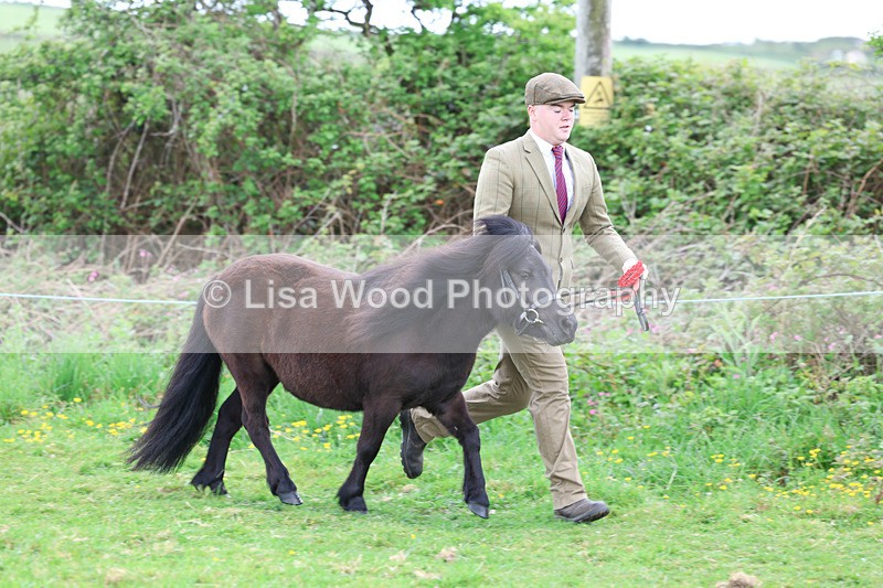 3E7A0813 - In Hand Championship