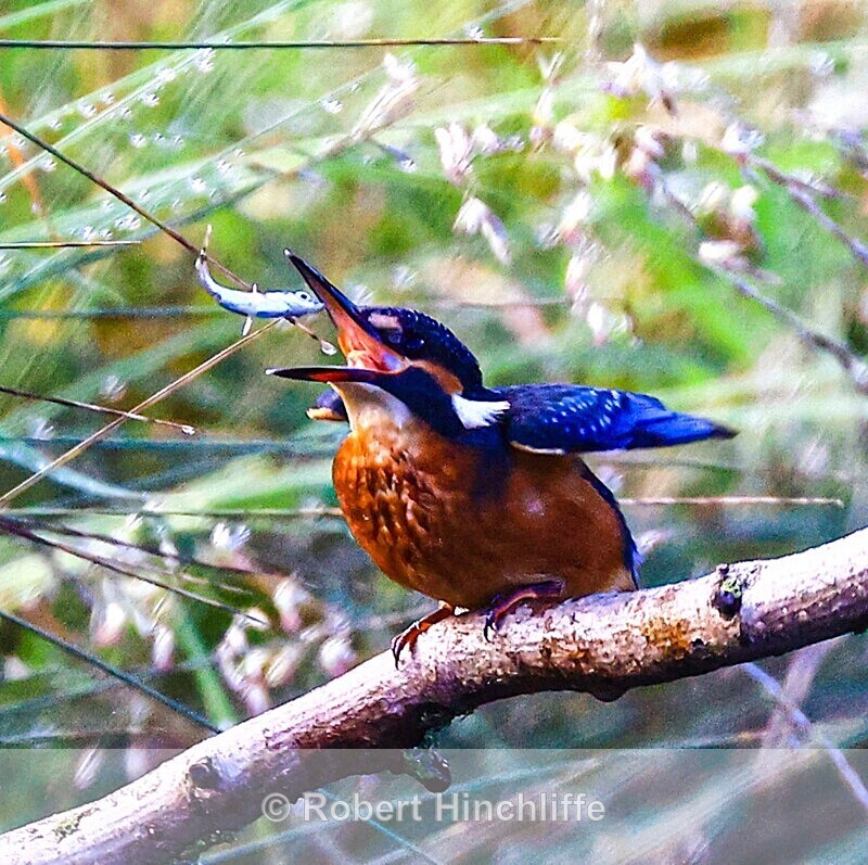 Kingfisher 2 - Cards 2