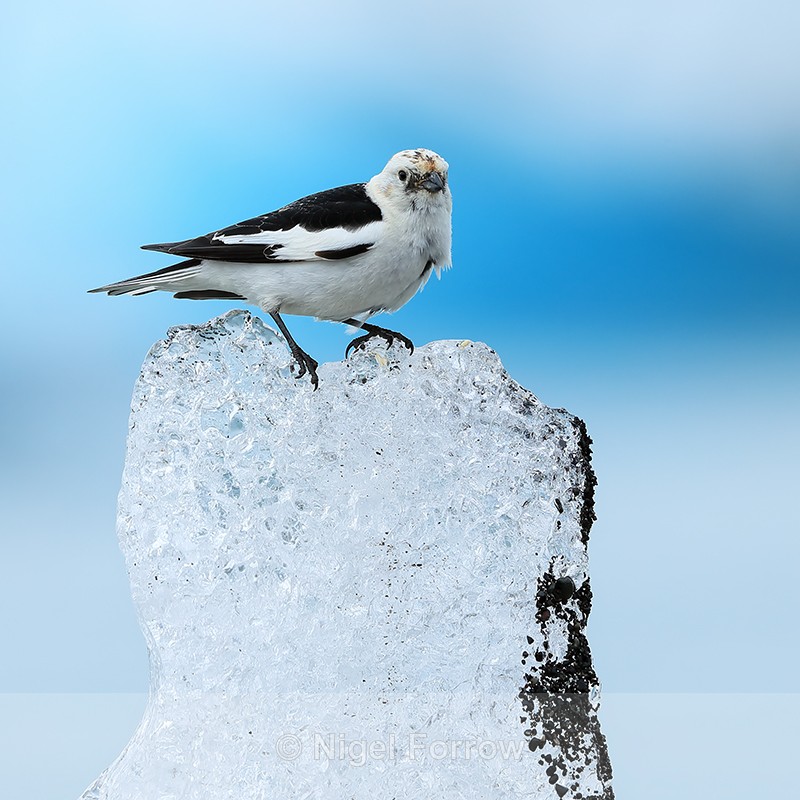 Male Snow Bunting on ice block, Jokulsarlon, Iceland - Snow Bunting