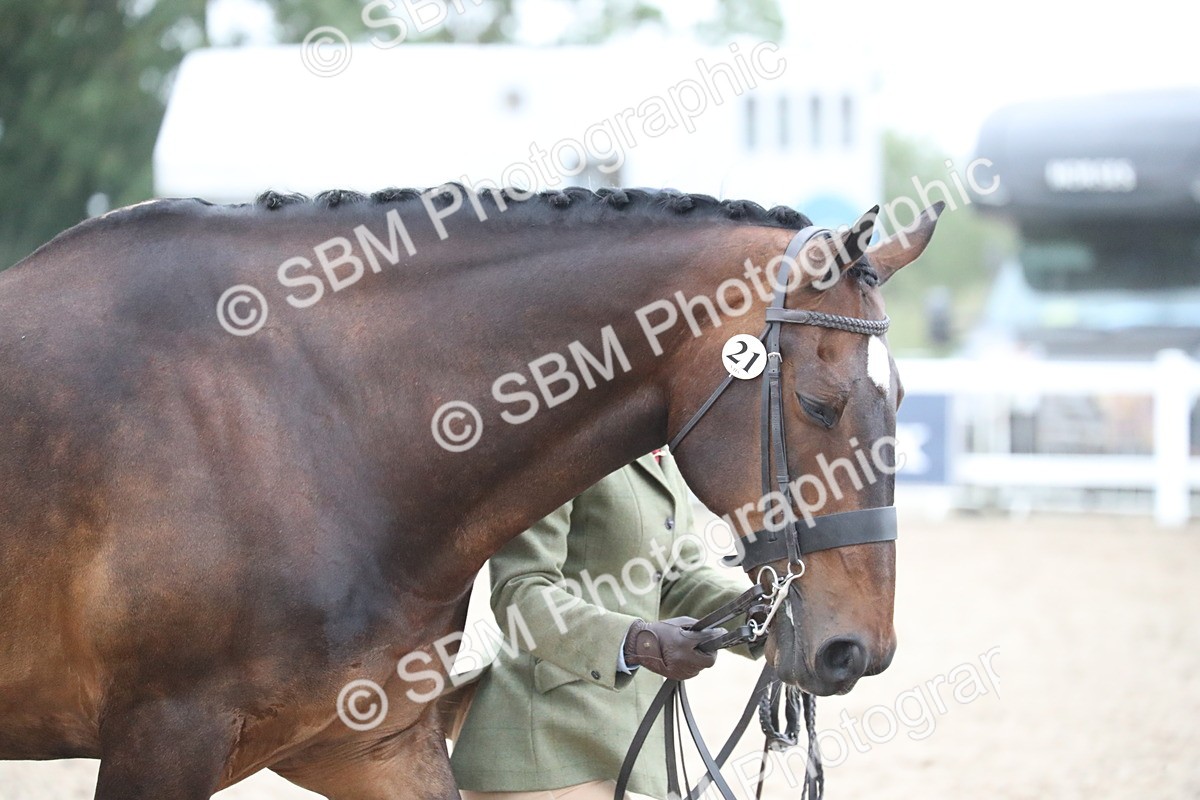 SBM_18279 - Class 318 IH Part bred Horse/Pony