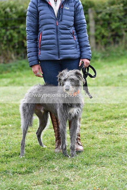 WJ5_9348 - Class 1 Best Cross Breed / Heniz 57