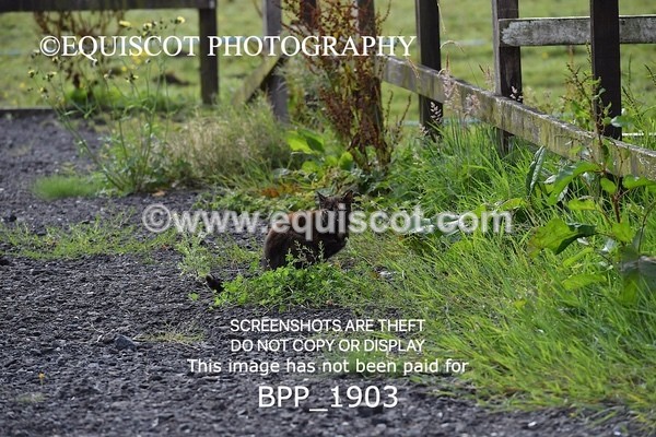 BPP_1903 - CLASS 10 SUN Club/ Unaffiliated 70cms Open