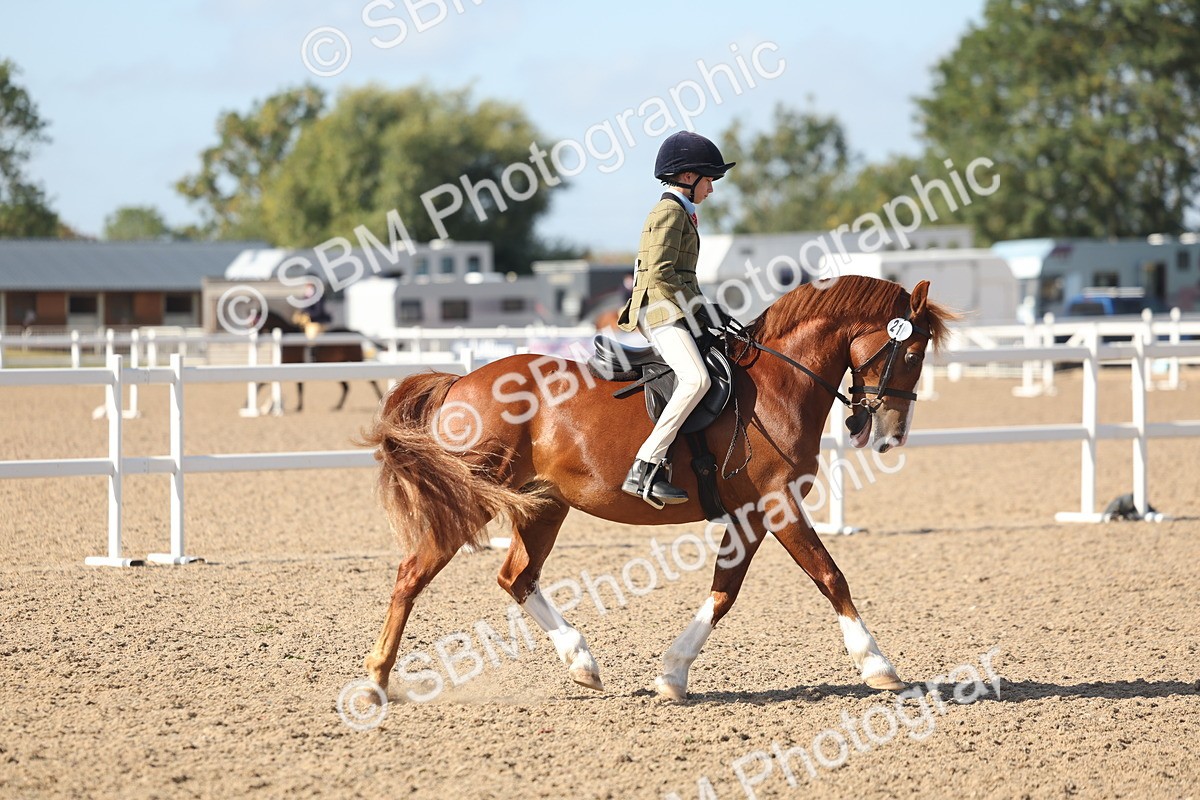 SBM_22612 - Class 804 - Ridden Veteran Pony