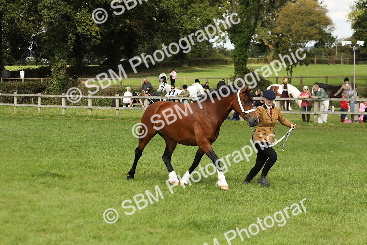 SBM_65423 - S47 - Mountain & Moorland In Hand Large Breeds
