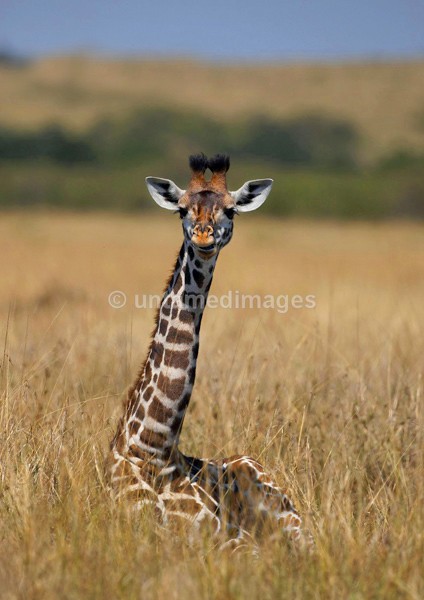 Giraffe 2 - Kenya