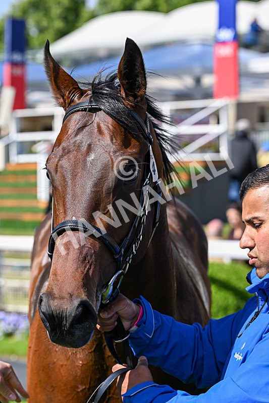 130626-Race 5-Inner City Blues-1892 - Race 5 16.15pm Tomahawk Restaurants Supporting Macmillan EBF Maiden Stakes