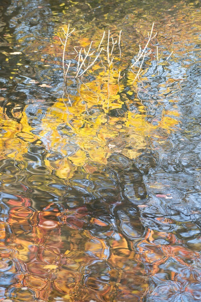 DSC_7266 - Autumn