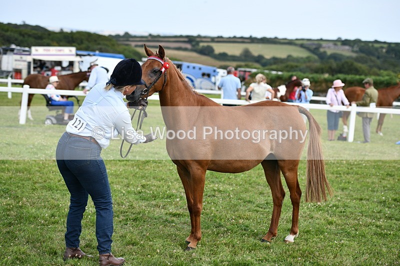 DSC_8497 - Class 69: Pure, Anglo & Part Bred In Hand Arab