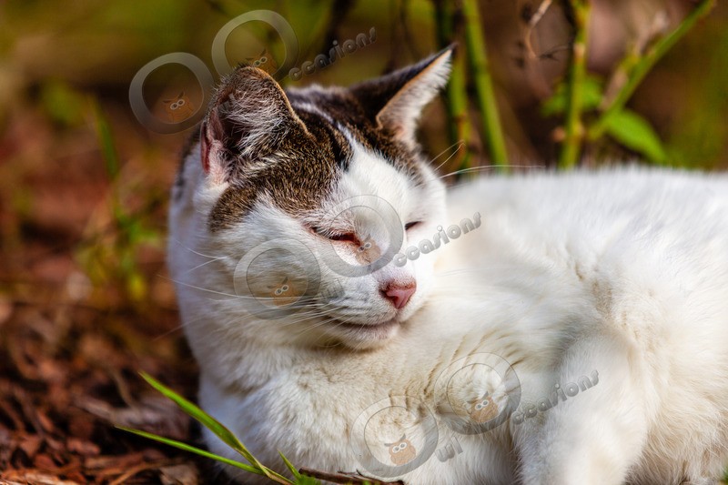Cat domestic-71 - Pet Photography