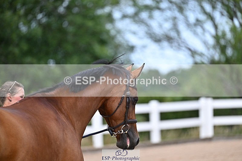 250716-131128-00389 - Trot Up 12.30 to 1.30