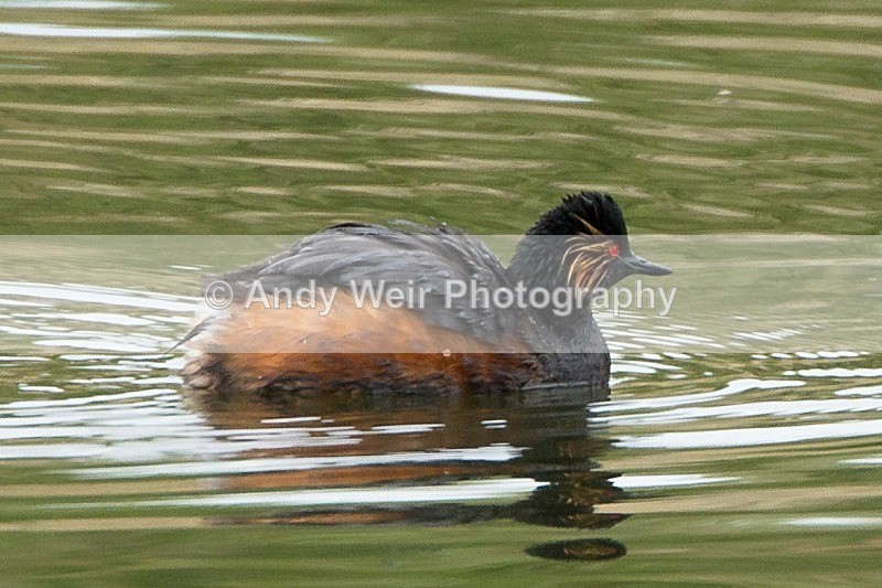 20120520-_MG_9900 - Black-necked Grebe