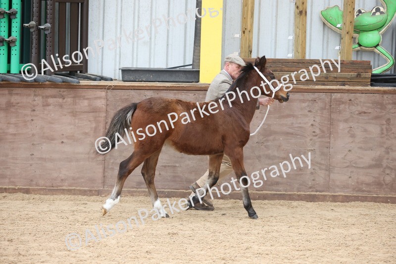 20251109-0769 - Class 24 - Foals