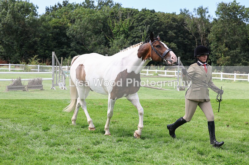 3E7A8767 - Class 5: Working Show Horse