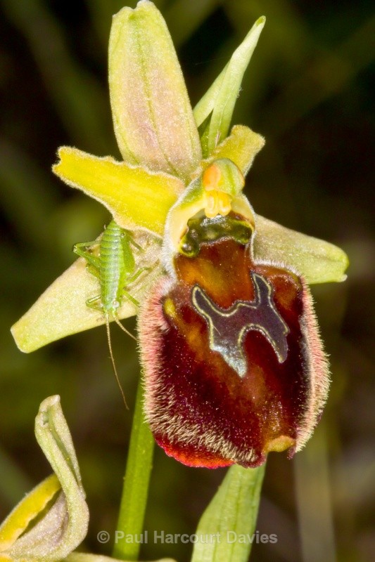 Hornet Ophrys (Ophrys crabronifera also known as Ophrys argolica subsp crabronifera) - Orchids - Ophrys