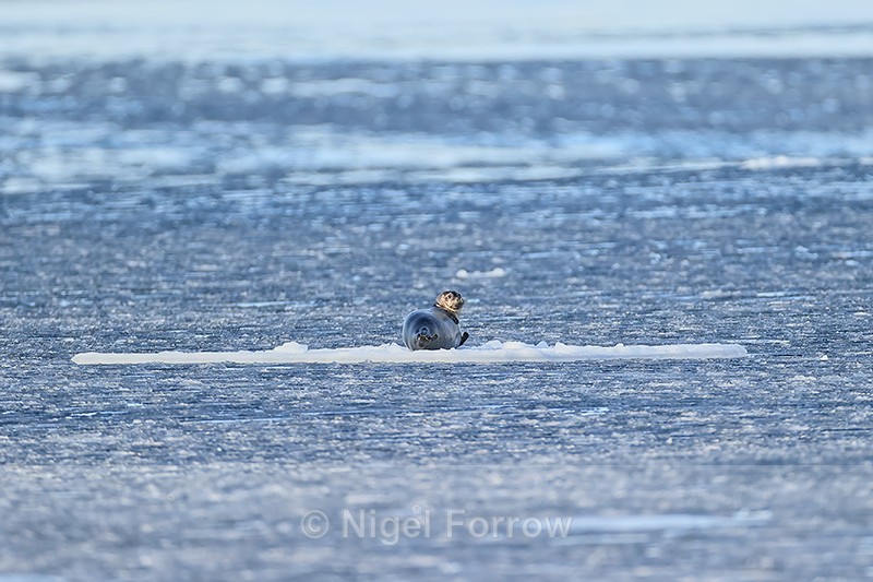 Bearded Seal resting on ice floe among pancake ice, Spitsbergen - Seal