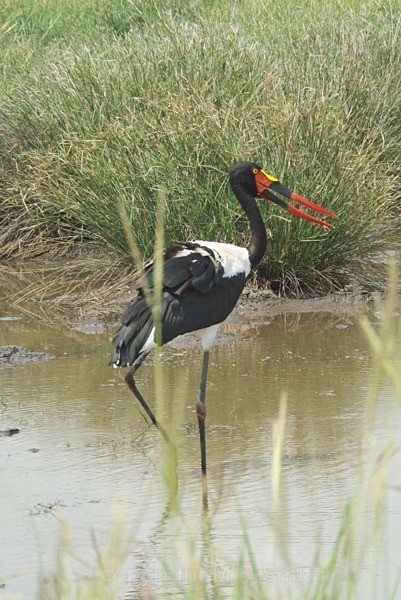 Saddle Billed Stork - SA - BIRDS & INSECTS