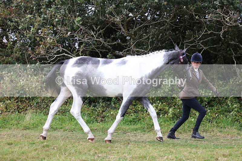 3E7A5477 - Class 20: Sports Horse In Hand