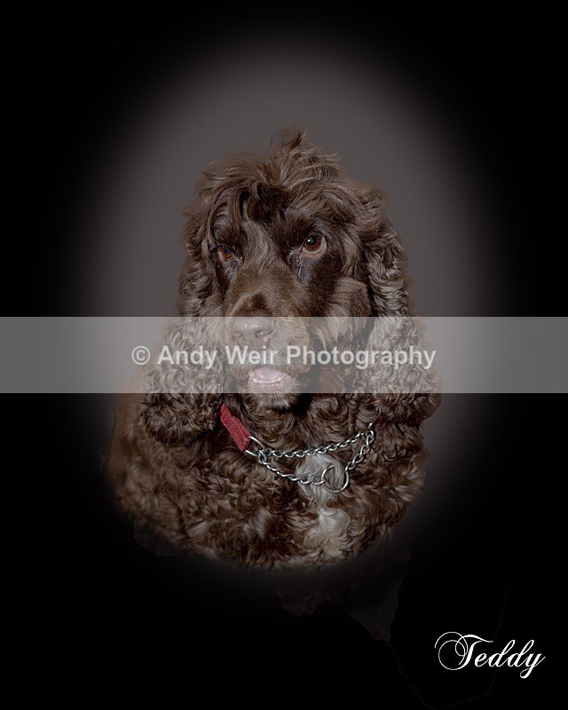 200128-untitled-Teddy2-Edit - Pets