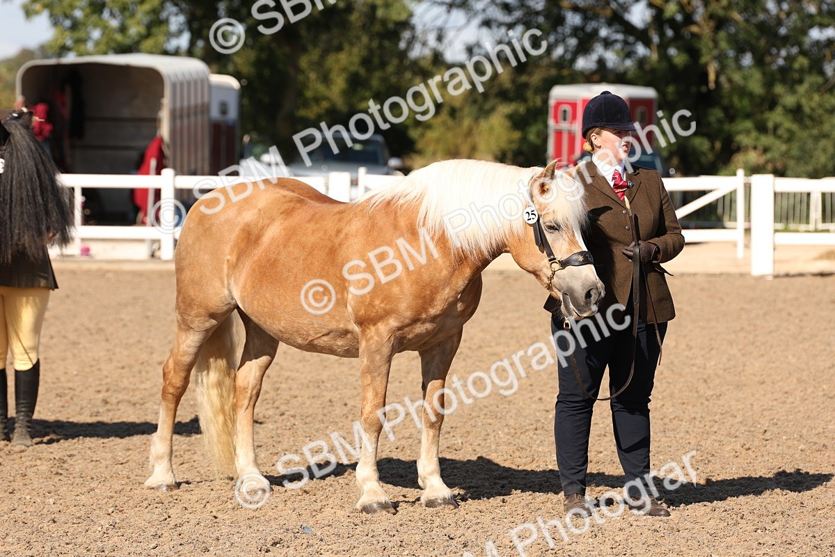SBM_12870 - Class 206 - IH Non Show Type Pony