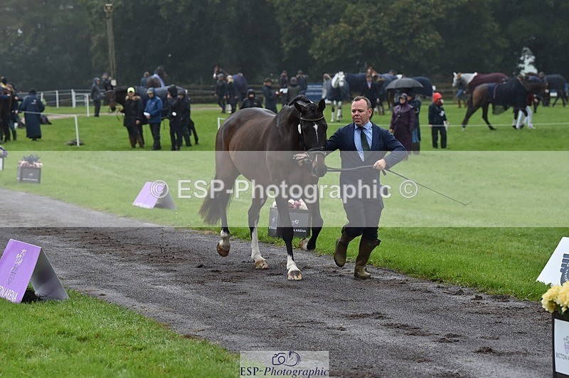 231018-120856-00101 - 011-BIG.QUERLYBET.K.Z-Paul.Whitehead-TrotUp