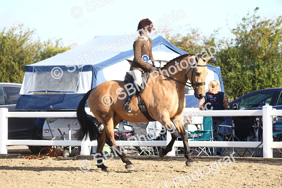 SBM_08614 - Class 502 - Riding Club Horse
