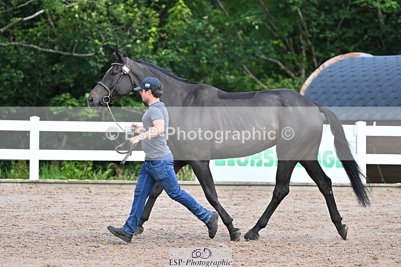 240718A-105253-01290 - Trot Up 12pm to 1pm