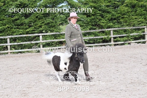BPP_7098 - RING 1  (RIDDEN HORSES / IN HAND / VETERAN ETC)