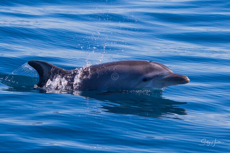 0A3A0708 Dolphin - 2026 Whales