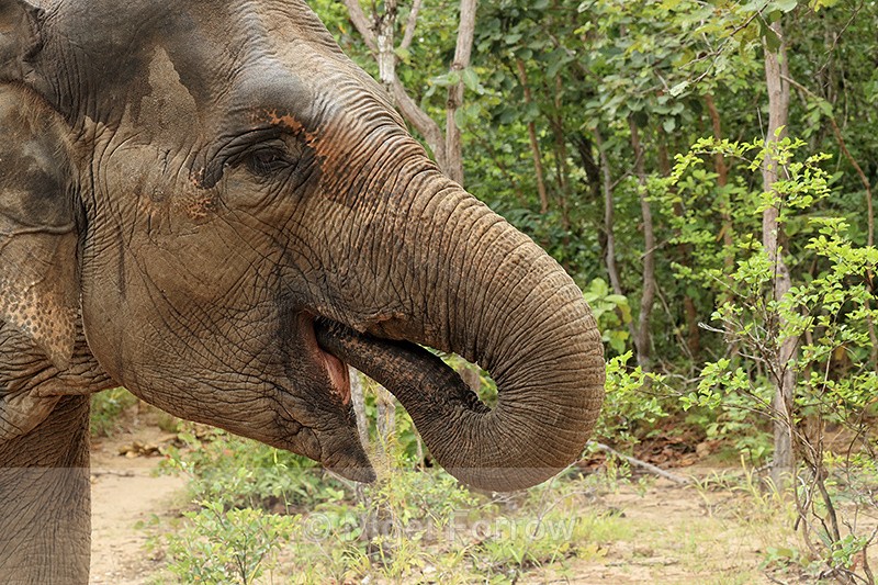 Asian Elephant (female), Phnom Tamao, Cambodia - Elephant