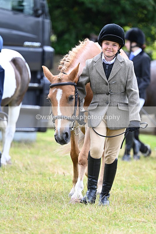 WJ7_6468 - Class 5 Handsome Gelding in hand